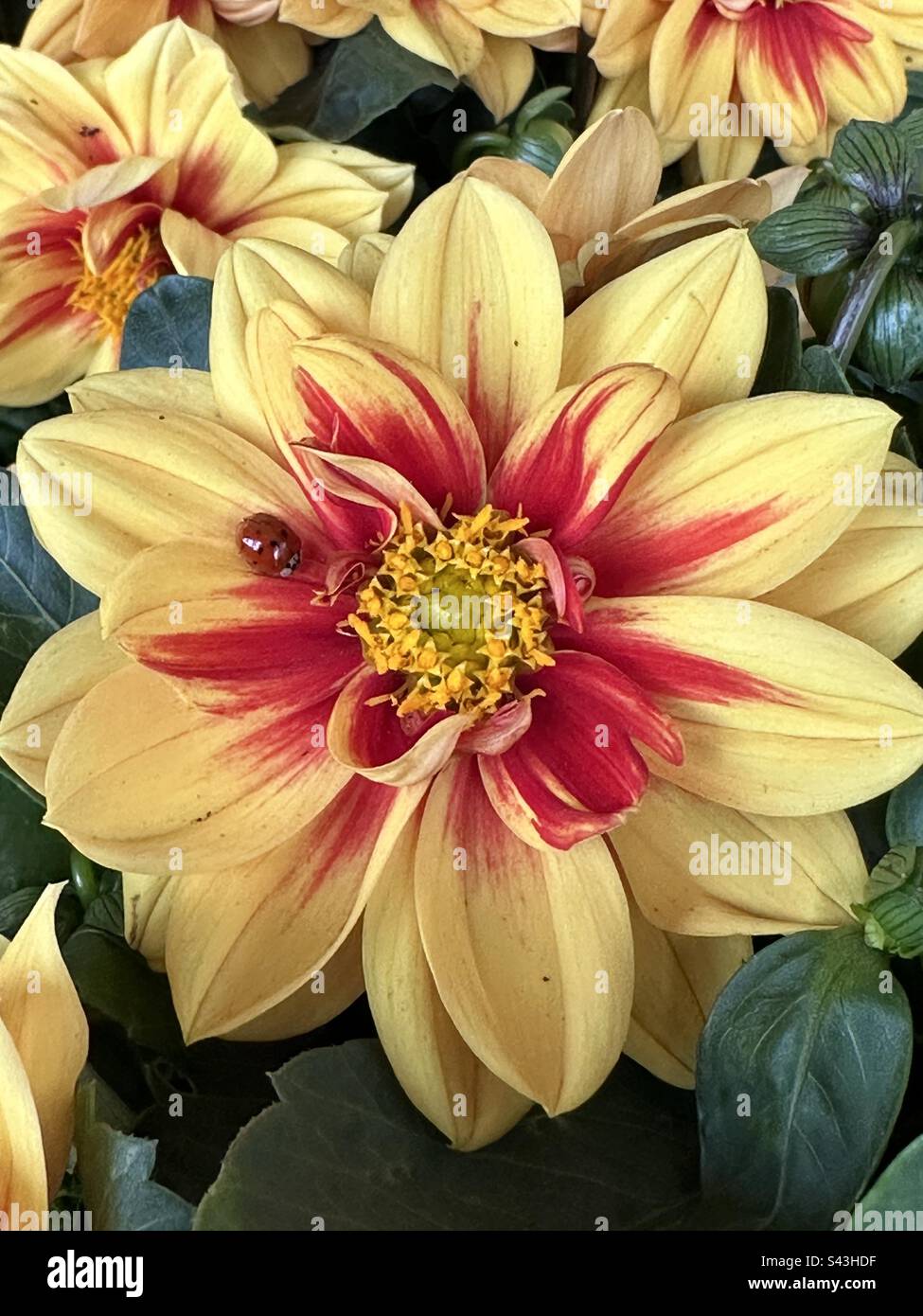 Yellow and red dahlia flower with a ladybug - Smartphone Captured Stock Image