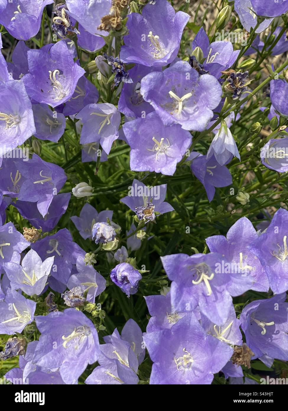 Field of purple bell flowers Stock Photo Alamy