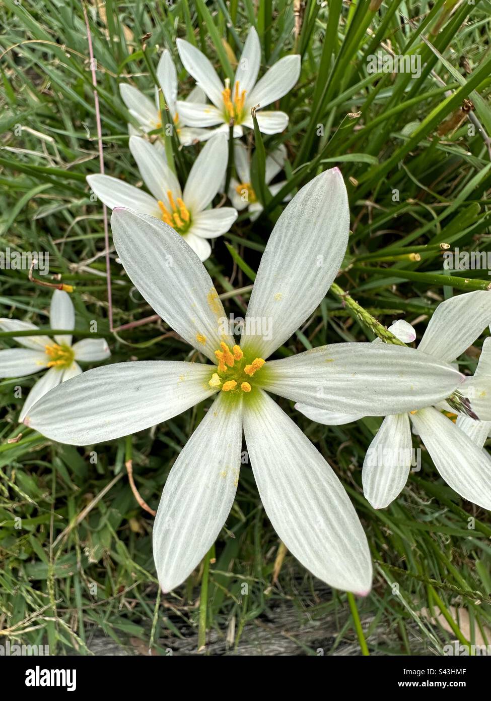 White Rain Lilly flower Stock Photo
