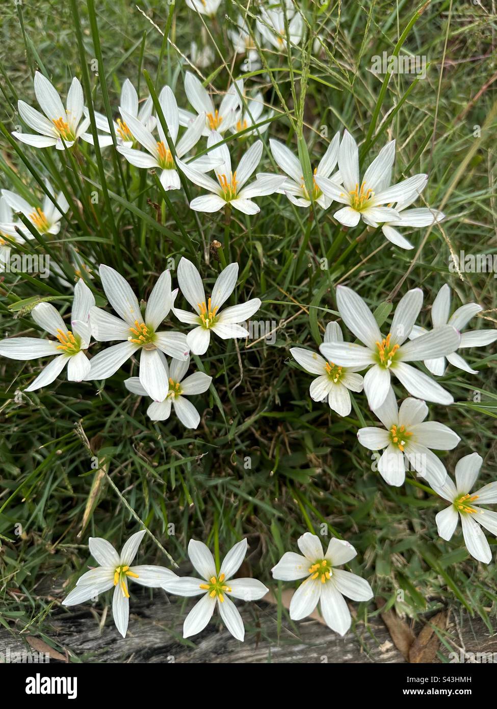 White Rain Lillies - Smartphone Captured Stock Image