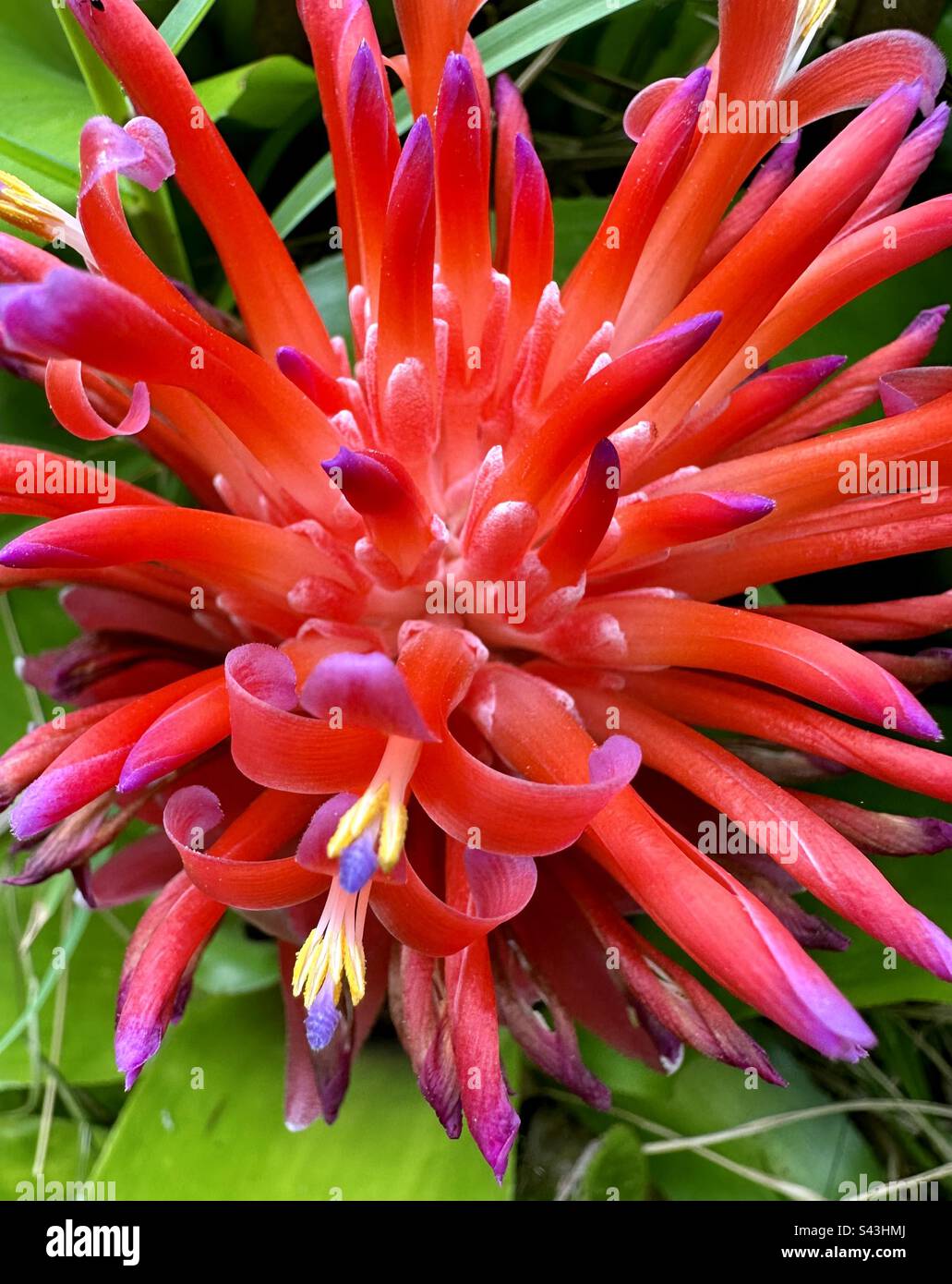 Beautiful bromeliad flower Stock Photo