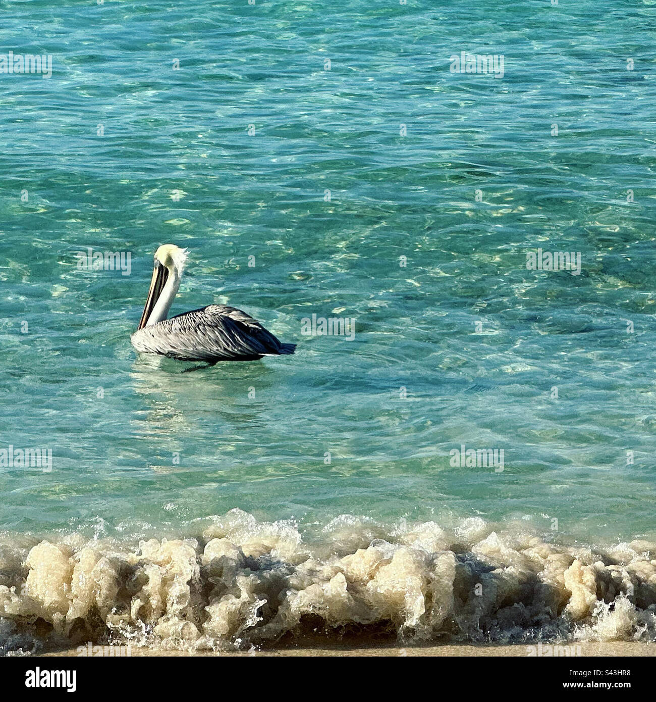 Pelican, Hotel Zone, Cancun, Quintana Roo, Yucatan Peninsula, Mexico - Smartphone Captured Stock Image
