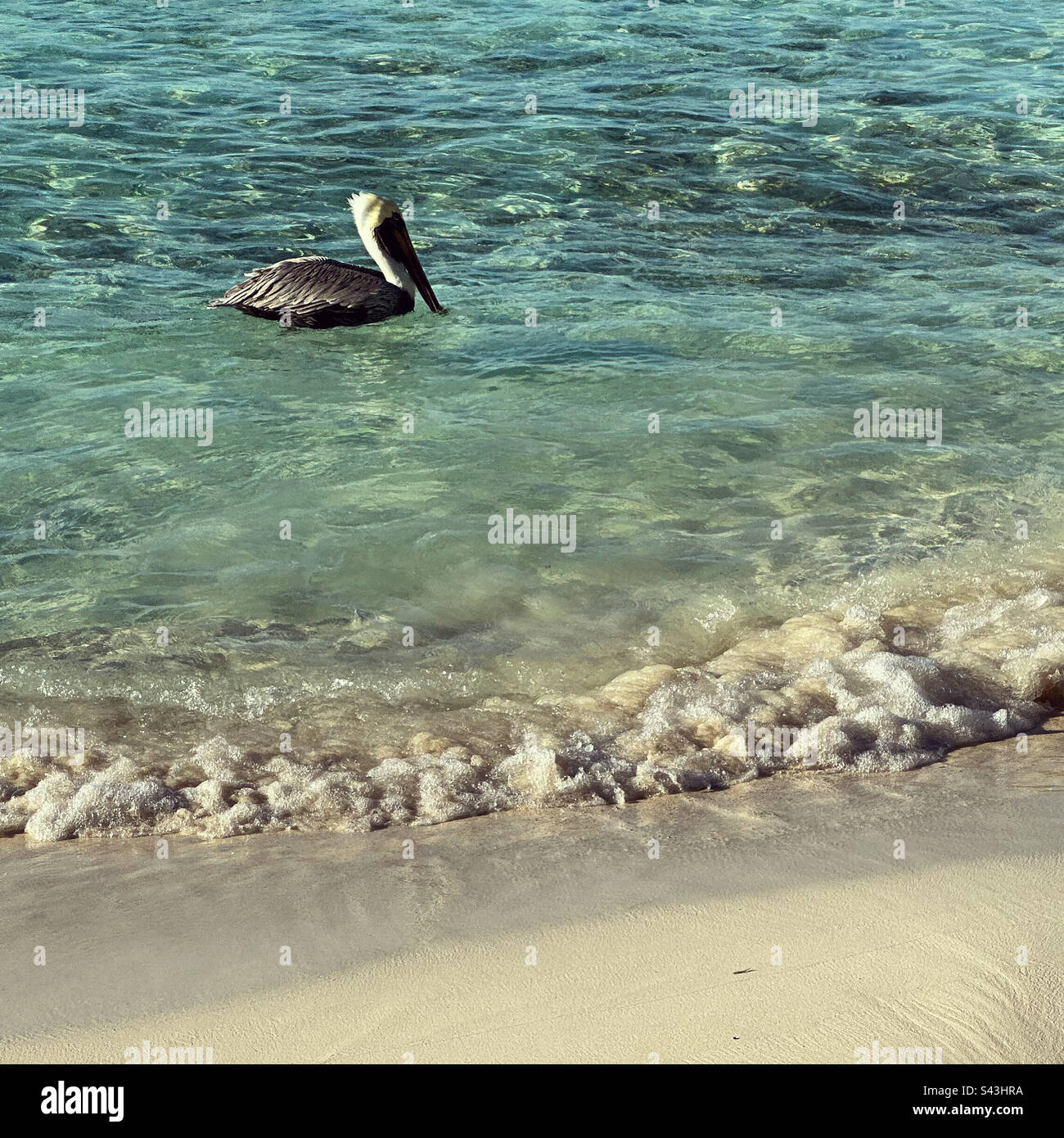 Pelican, Hotel Zone, Cancun, Quintana Roo, Yucatan Peninsula, Mexico - Smartphone Captured Stock Image