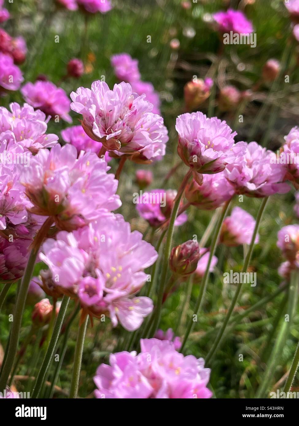 Sea pinks or thrift, Armeria maritima growing on a cliff side in Pembrokeshire, West Wales, mid April. Stock Photo