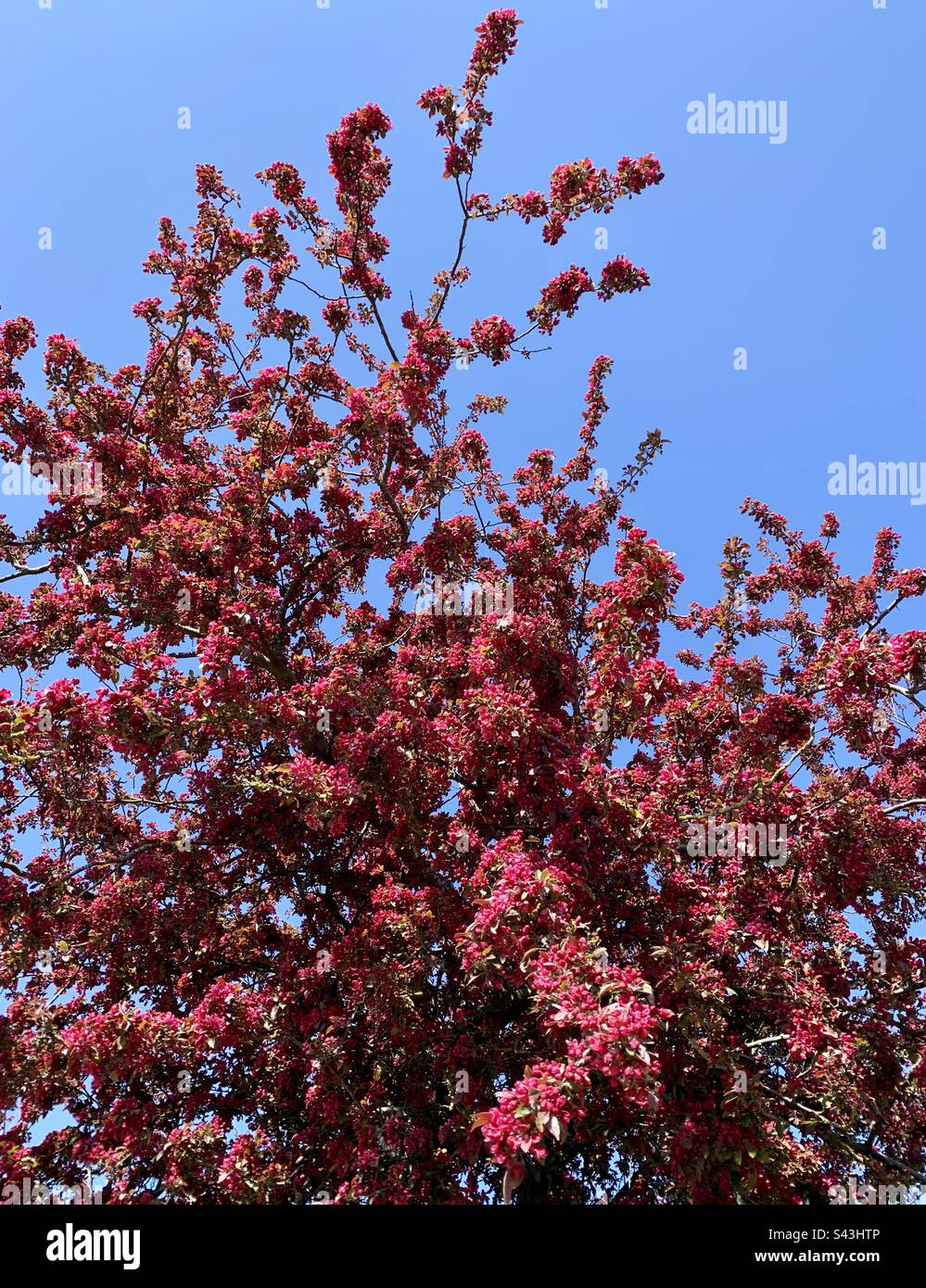 Deep pink blossom tree against clear blue sky - Smartphone Captured Stock Image
