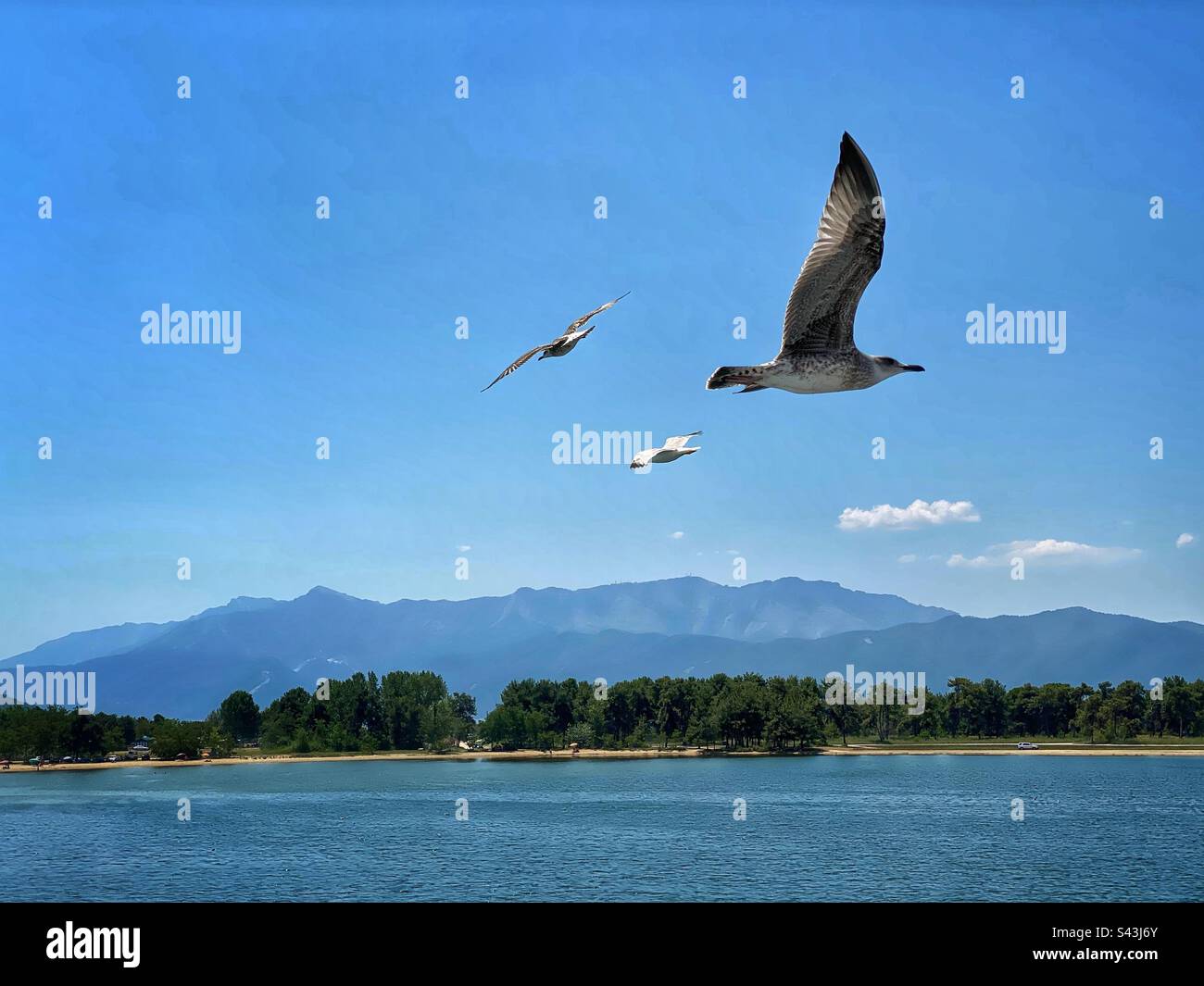 Sea view from a boat with flying seagulls and hills in Greece. - Smartphone Captured Stock Image
