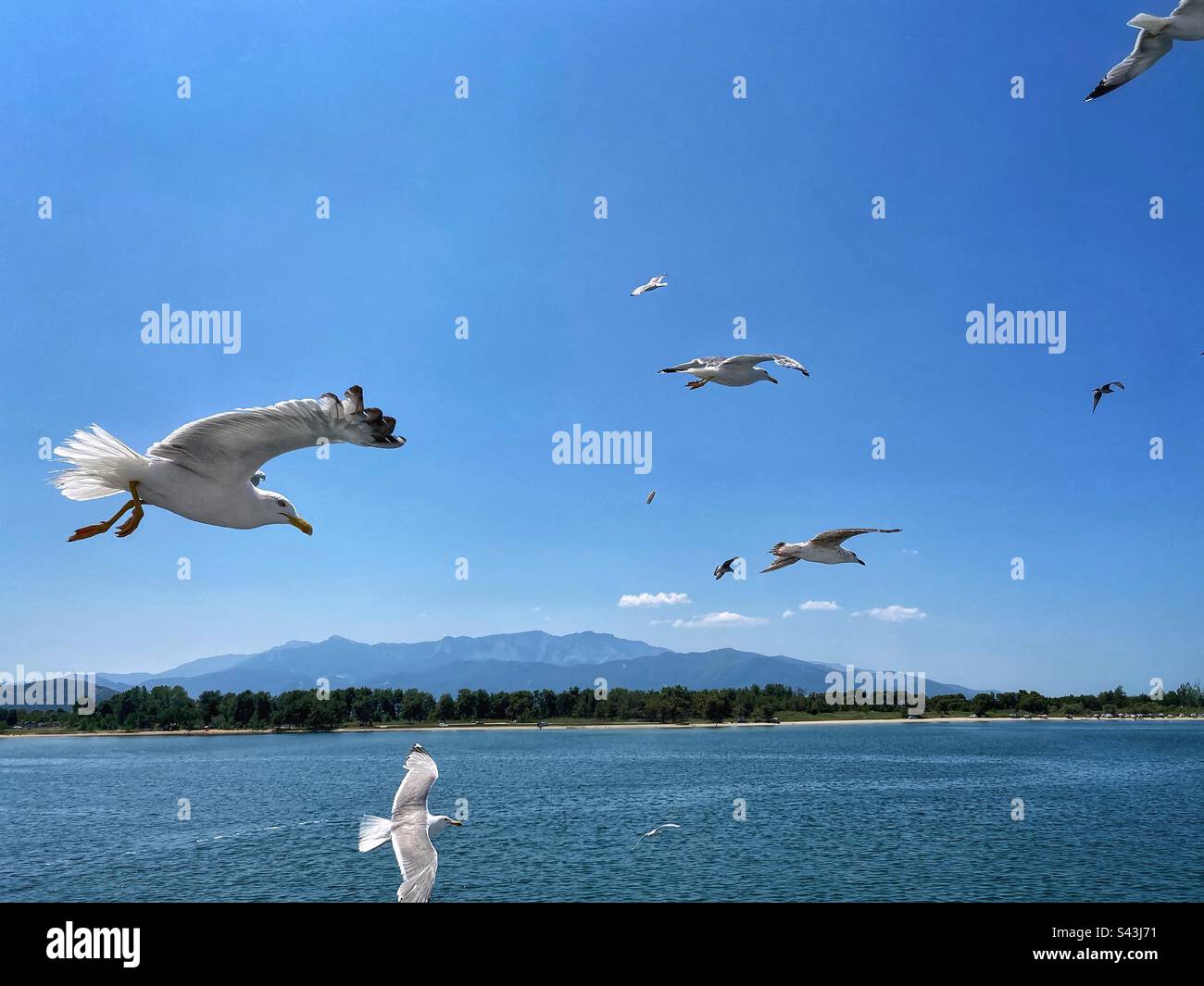 Sea view from a boat with flying seagulls and hills in Greece. - Smartphone Captured Stock Image