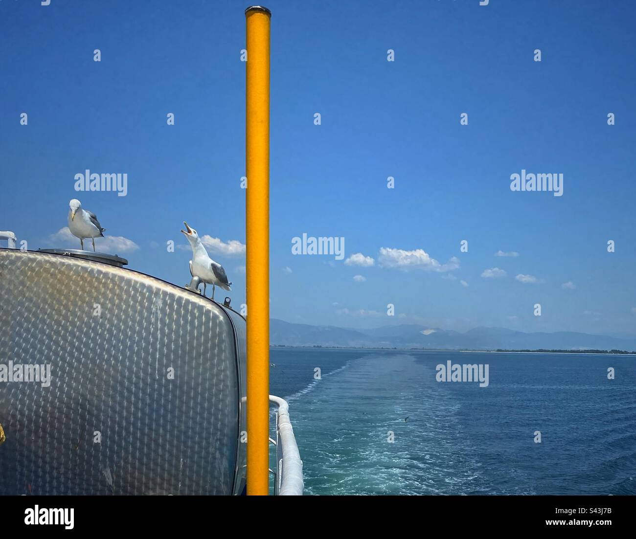 Two seagulls on the back of a boat with sea view and boat traces in the background. Greece. - Smartphone Captured Stock Image