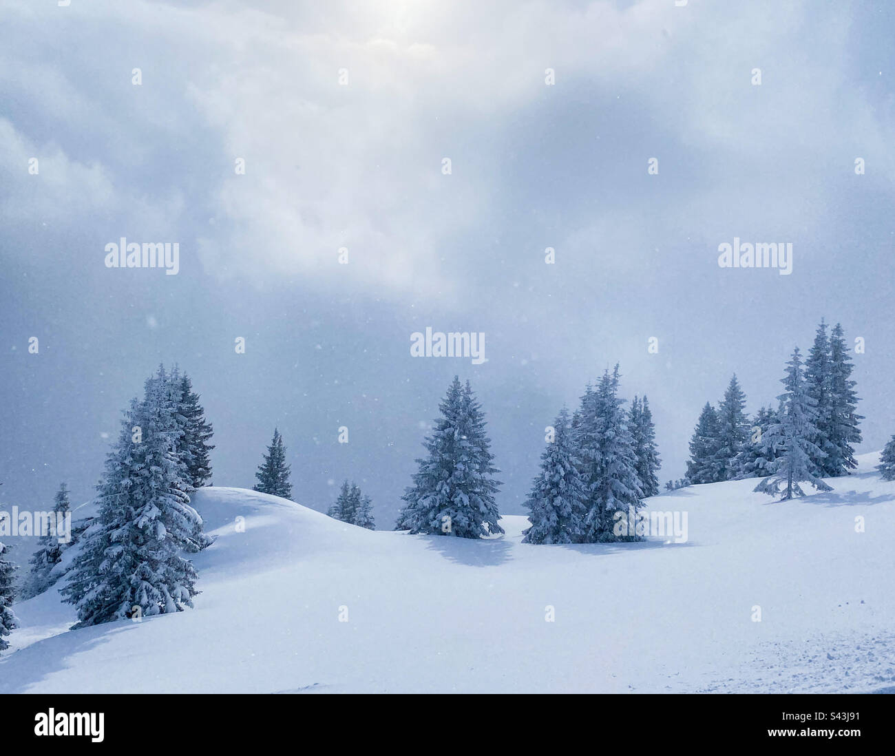 Snowy winter scene of untouched powder and snow covered fir trees on a mountain top. - Smartphone Captured Stock Image