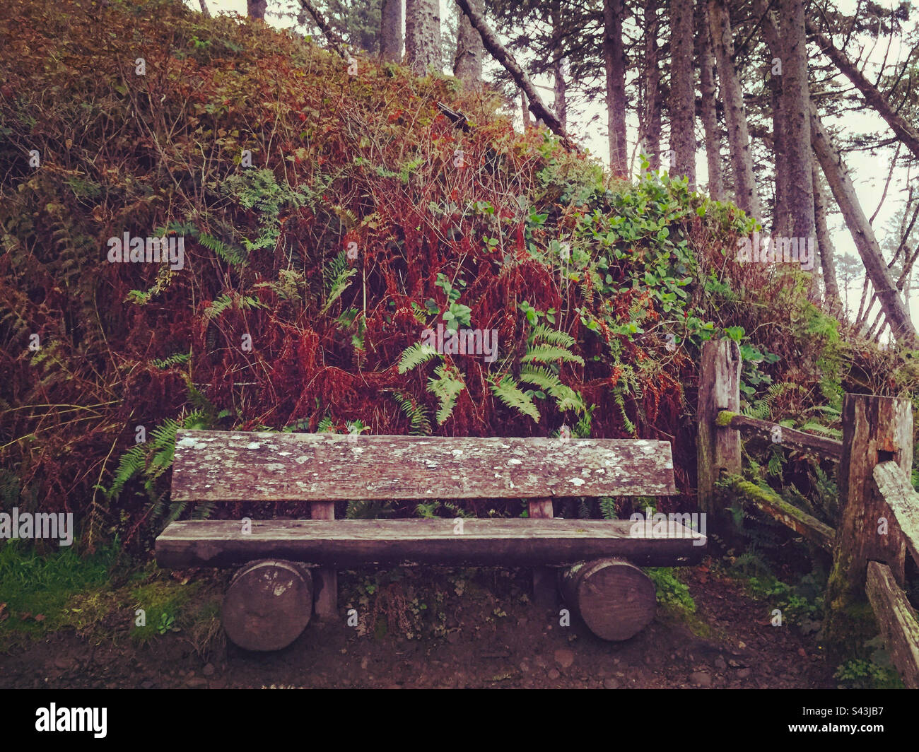Bench on park trail - Smartphone Captured Stock Image