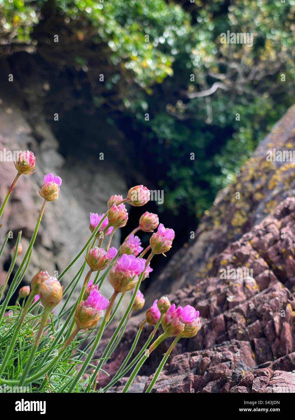 Sea pinks or thrift (Armeria maritima), growing on a sea cliff in Pembrokeshire, West Wales, April. Stock Photo