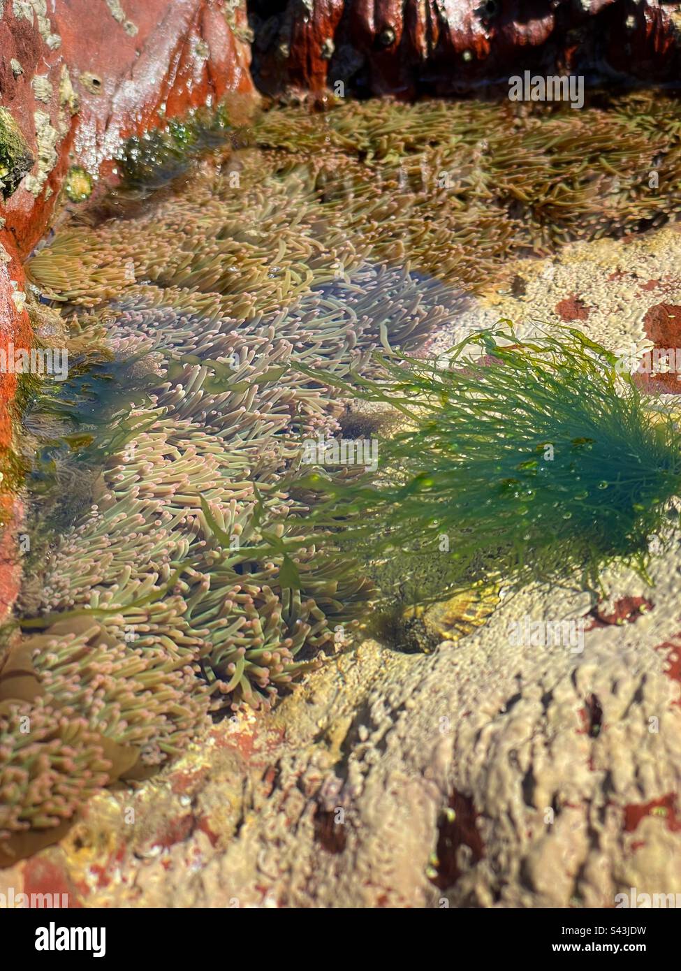 Snake locks sea anemones (Anemonia viridis) growing in a shallow Rockpool in Pembrokeshire, West Wales, April. - Smartphone Captured Stock Image