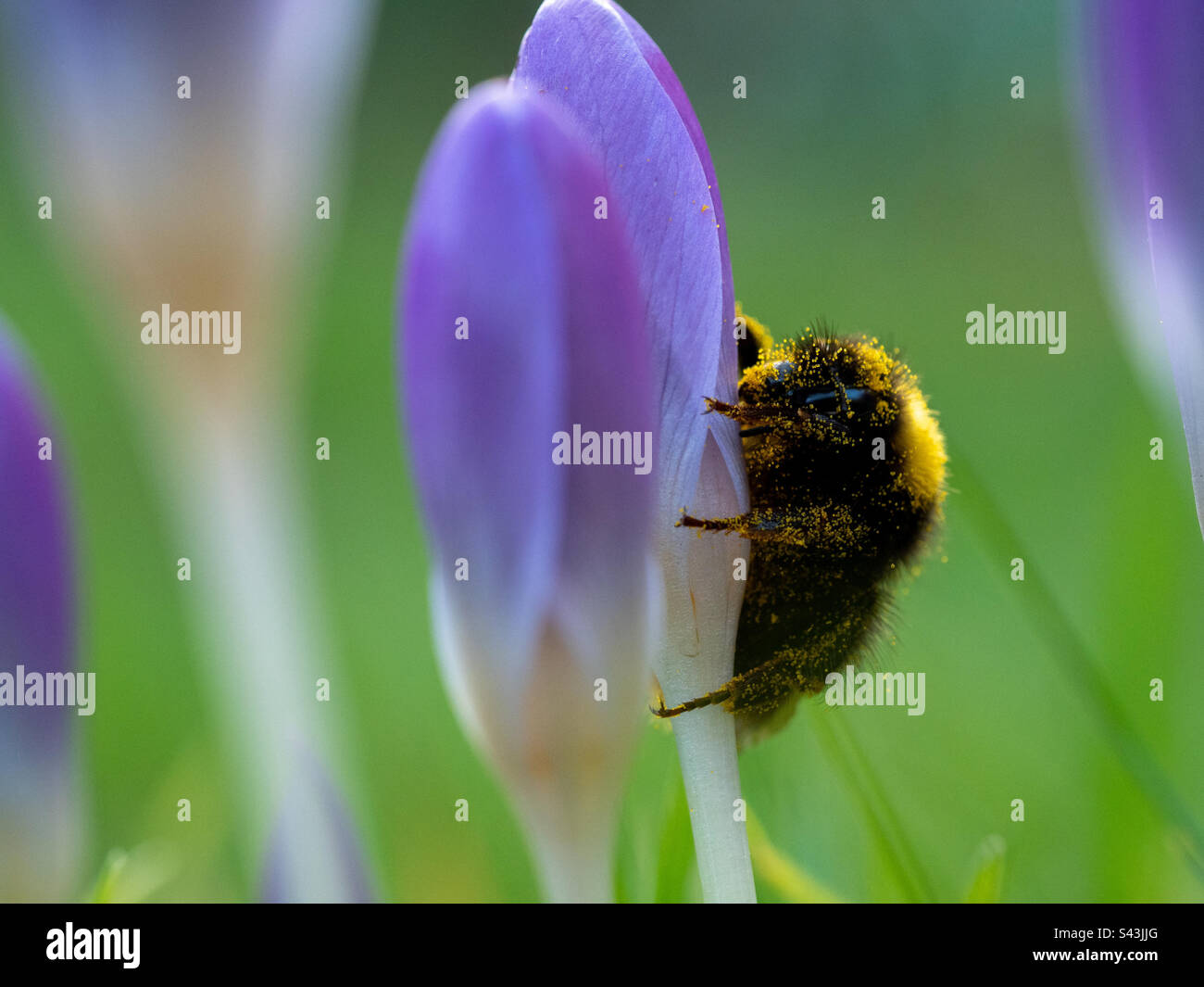 Bumblebee in search of pollen on a purple crocus - Smartphone Captured Stock Image