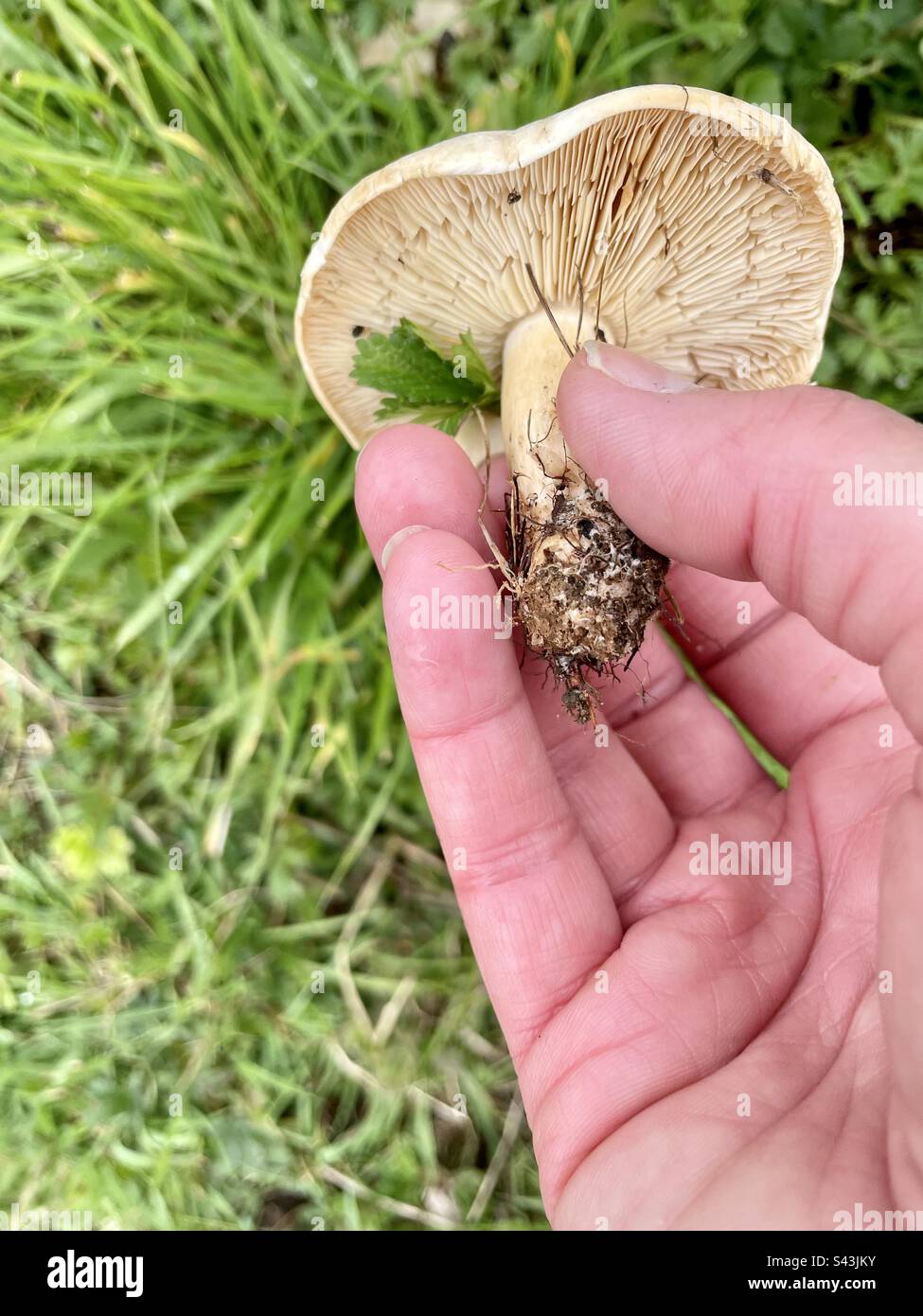 Foraging for mushrooms Stock Photo Alamy
