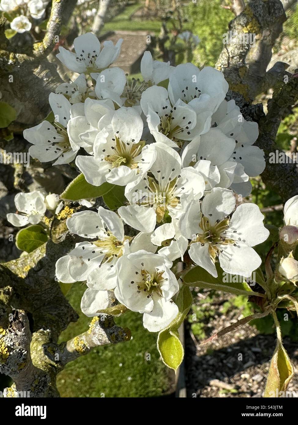 Fruit tree blossom in the walled garden at Babington House in Somerset Stock Photo Alamy