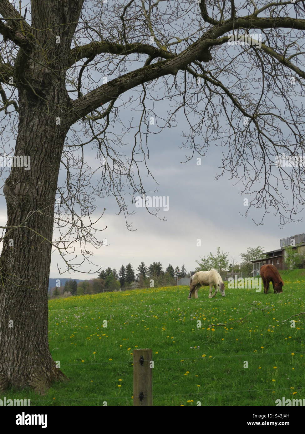 Horses on the meadow! Switzerland! - Smartphone Captured Stock Image