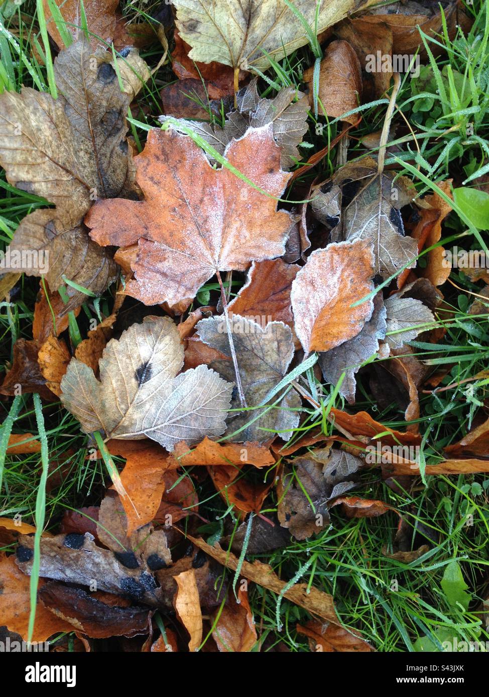 Icy leaves - Smartphone Captured Stock Image