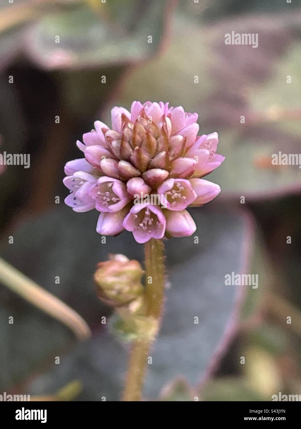 Pink knotweed - Smartphone Captured Stock Image