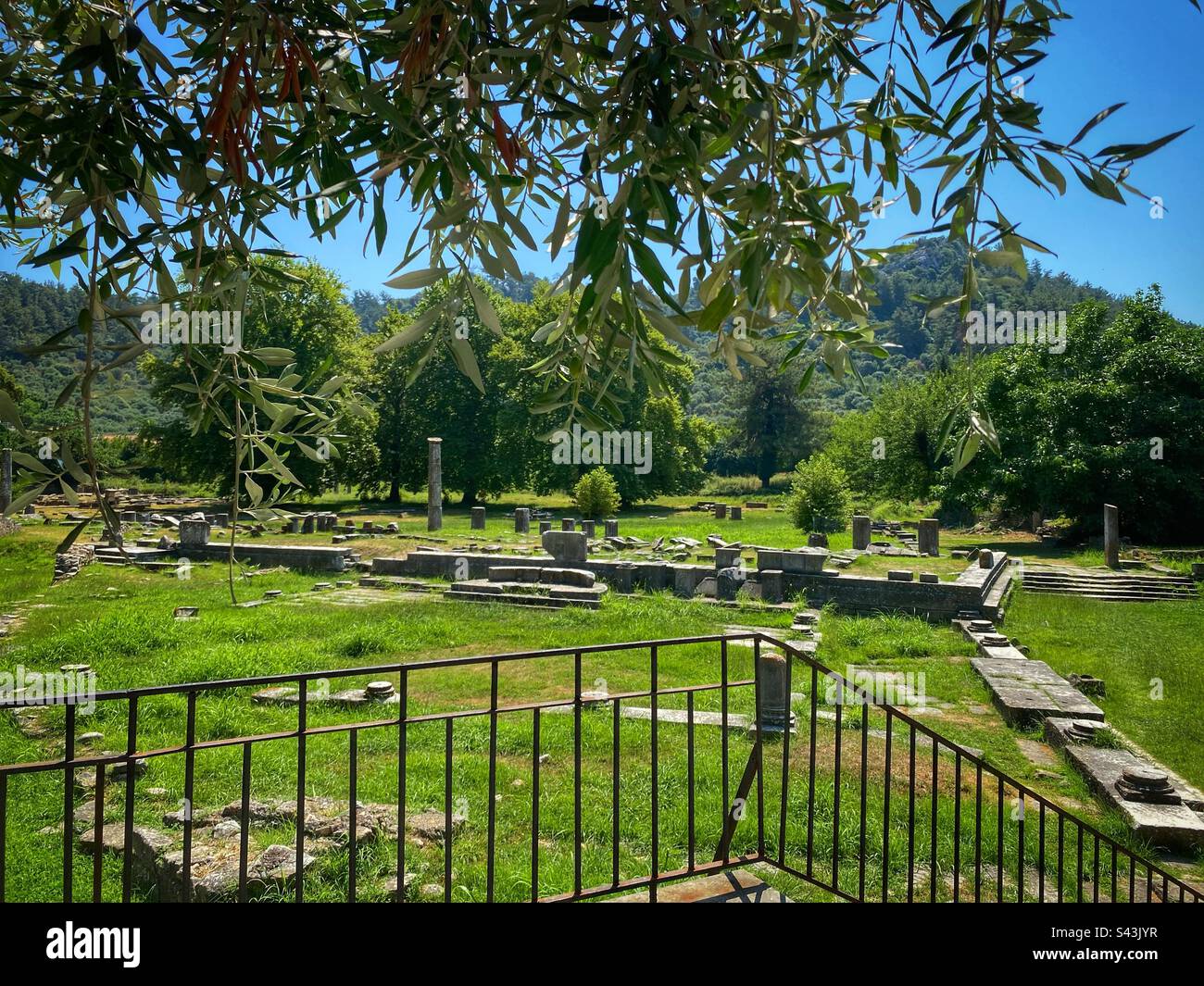 Ancient Agora of Thassos archeological site with olive branches in the foreground, Greece. - Smartphone Captured Stock Image