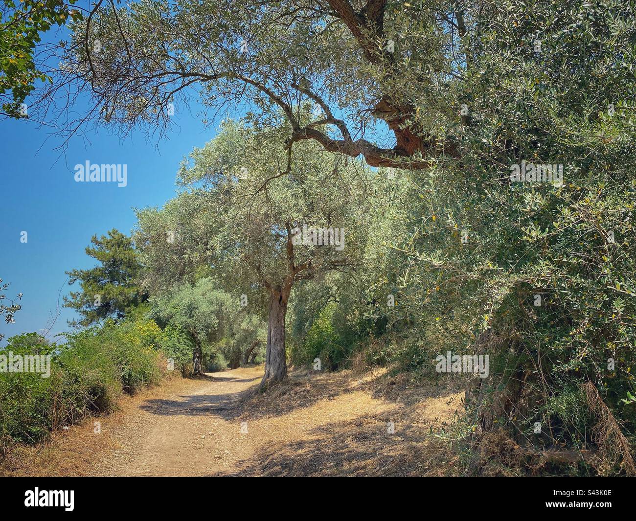Path among old olive trees in Limenas on Thassos island in Greece. - Smartphone Captured Stock Image