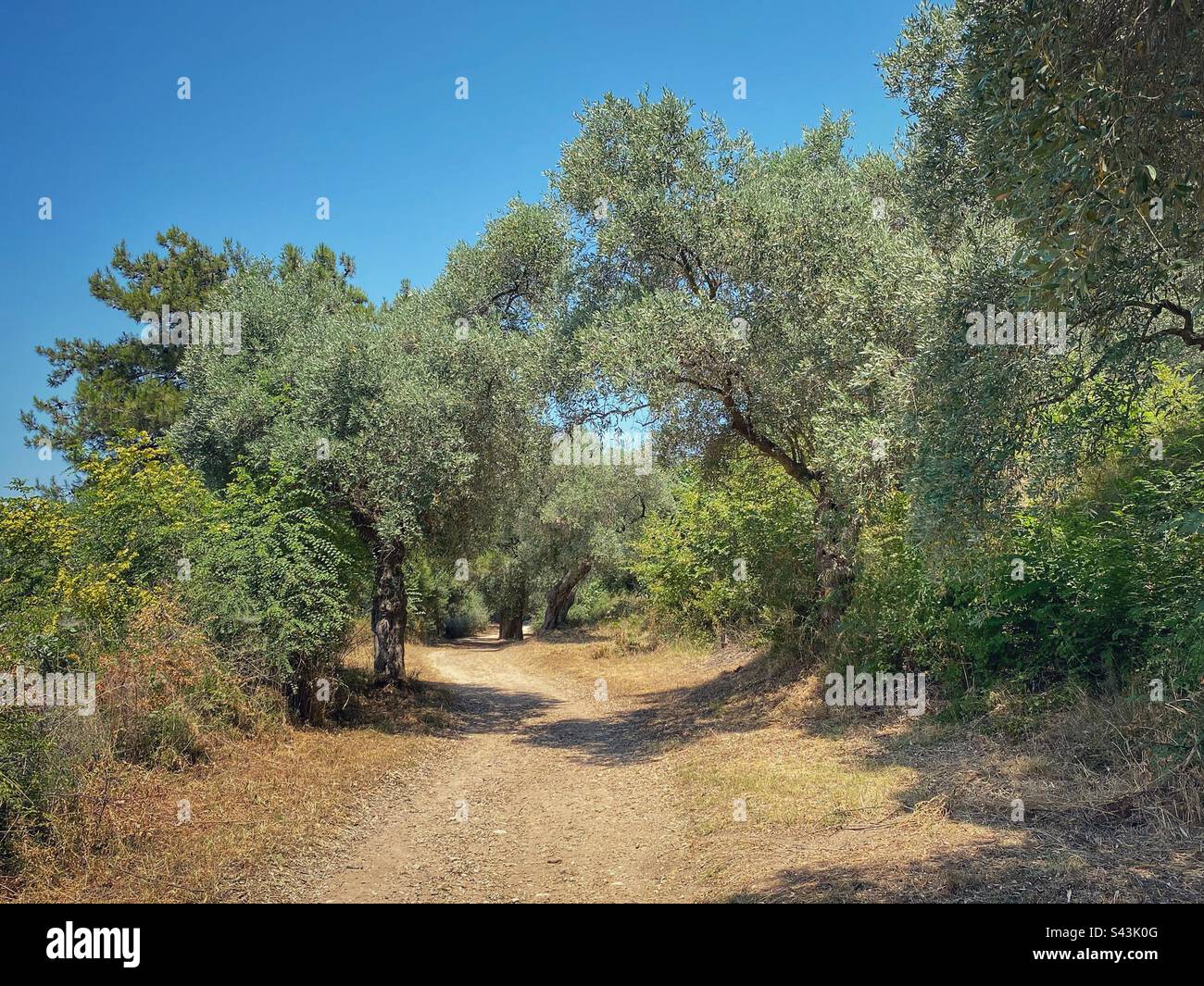 Path among old olive trees in Limenas on Thassos island in Greece. - Smartphone Captured Stock Image