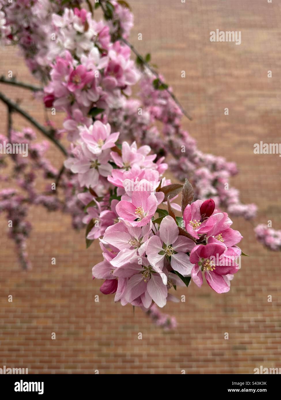 Pink flowering crabapple tree in Connecticut, New England. Otherwise called malus. Red brick building background. - Smartphone Captured Stock Image
