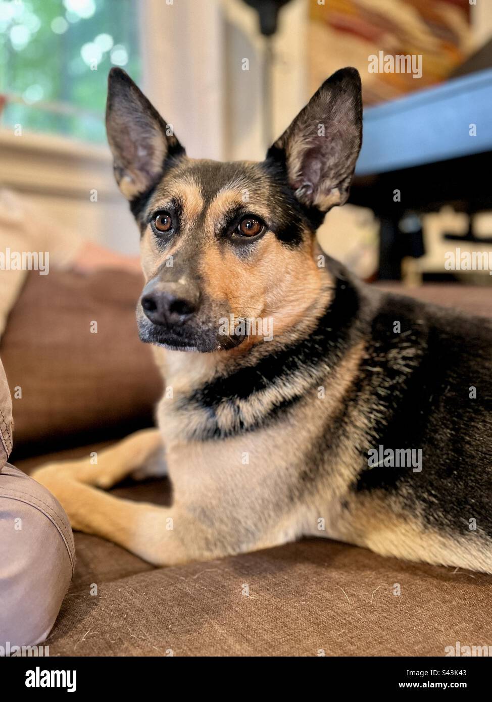 German shepherd puppy on the couch Stock Photo Alamy