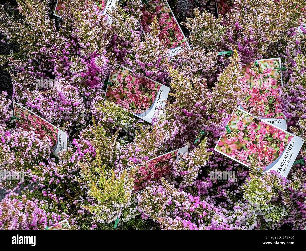High angle view of massed flowering Erica Melanthera also known as Heath or Heather in pots for sale during autumn. - Smartphone Captured Stock Image