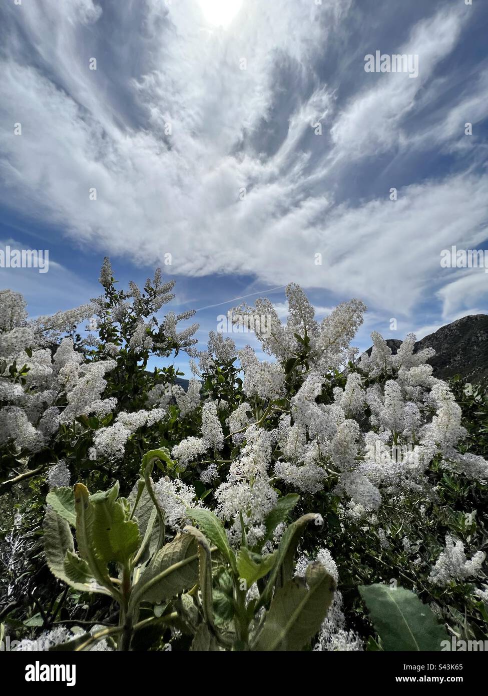 White flowers with dramatic clouds - Smartphone Captured Stock Image