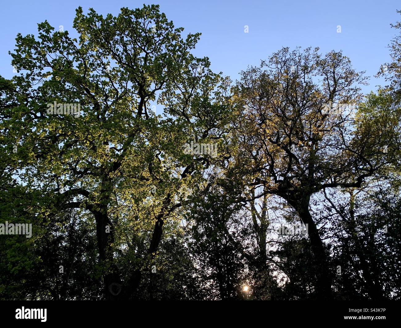 Low evening Sun shining through trees backlighting the green leaves - Smartphone Captured Stock Image Low evening Sun shining through trees backlighting the green leaves - Smartphone Captured Stock Image