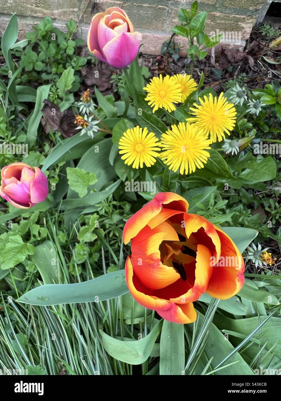 Tulips nestled in grass hires stock photography and images Alamy