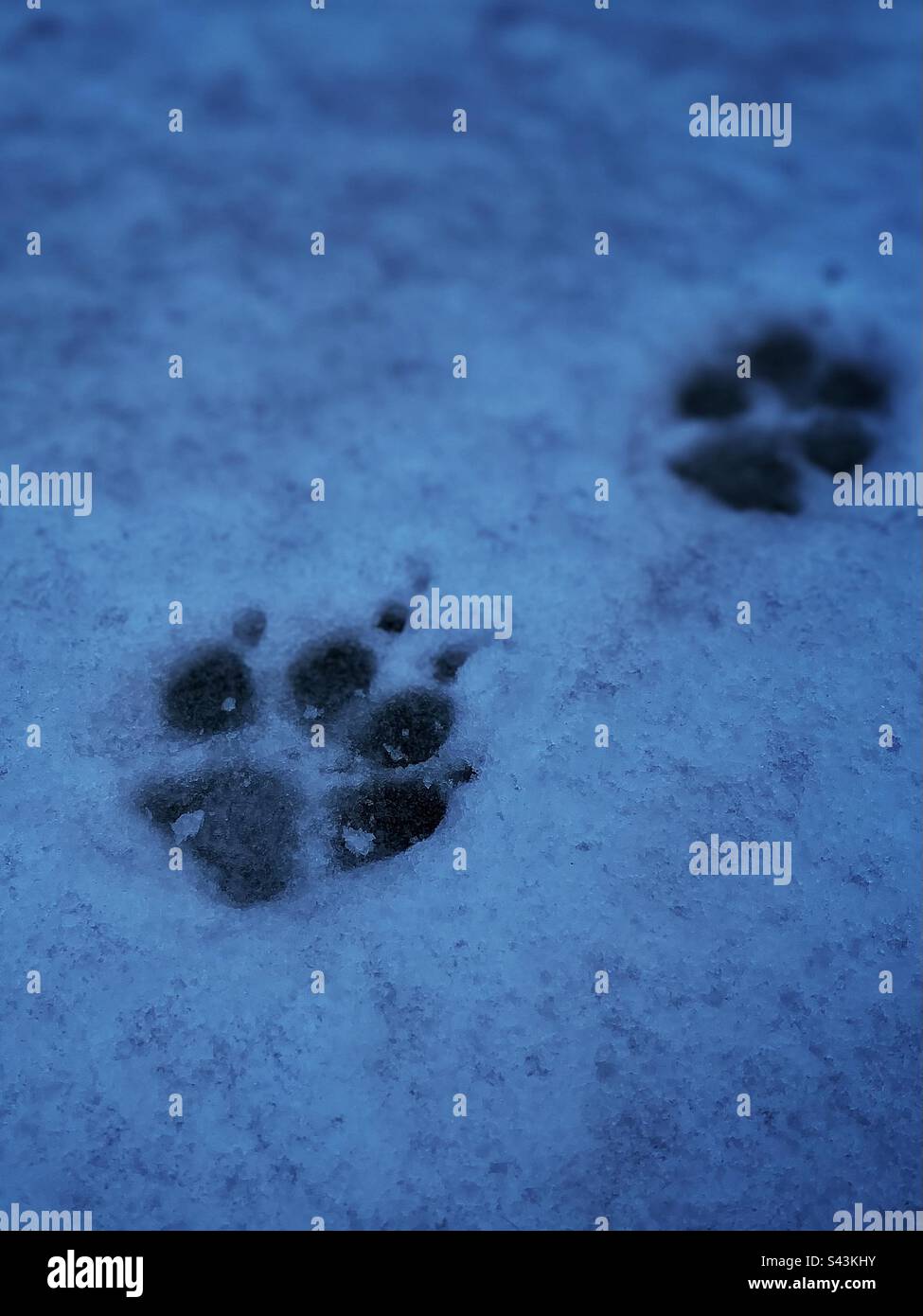 Perfect dog paw prints in the snow Stock Photo Alamy
