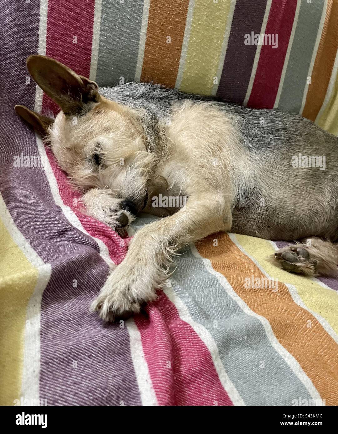Sleeping Dog. Stock Photo