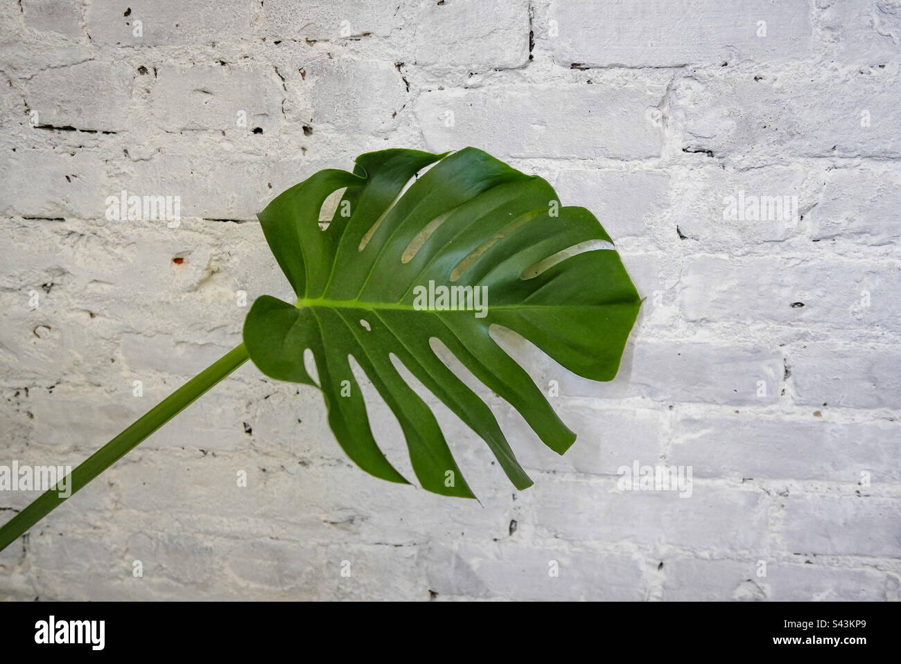 Monstera leaf in front of a white wall - Smartphone Captured Stock Image