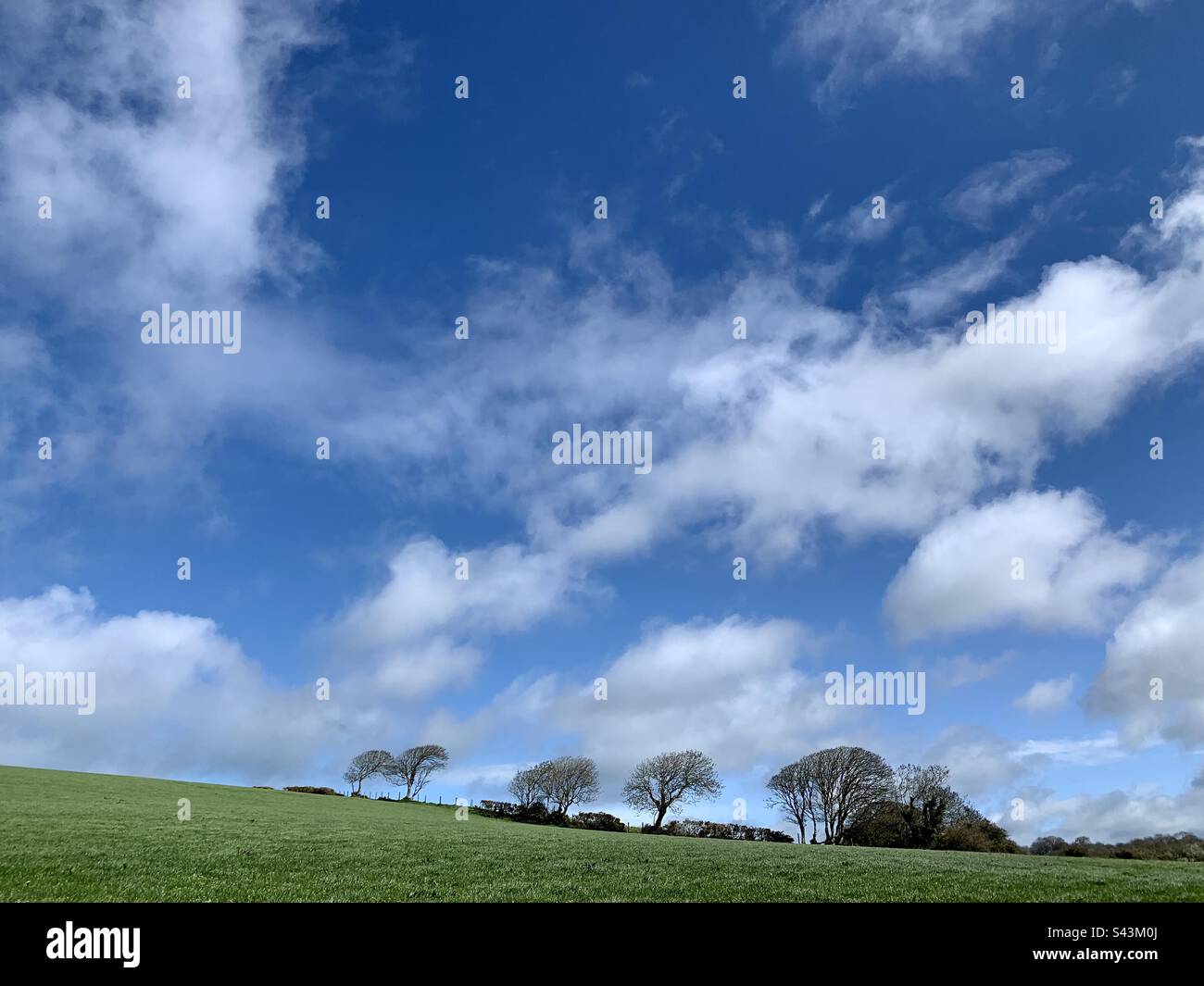 Landscape of big sky with line of trees at field edge Stock Photo Alamy