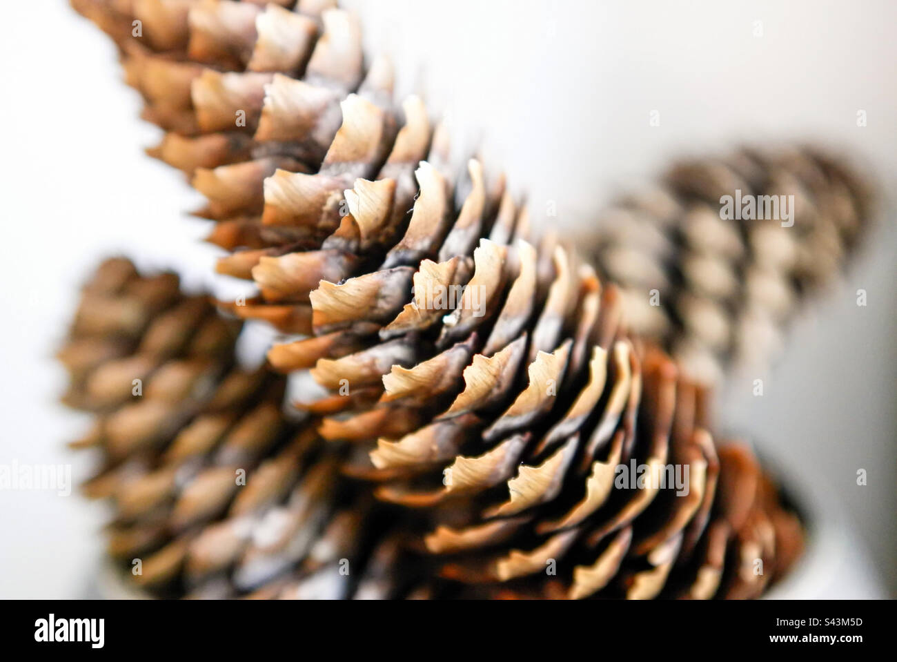 Spruce cones brought home from a trip to the woods - Smartphone Captured Stock Image