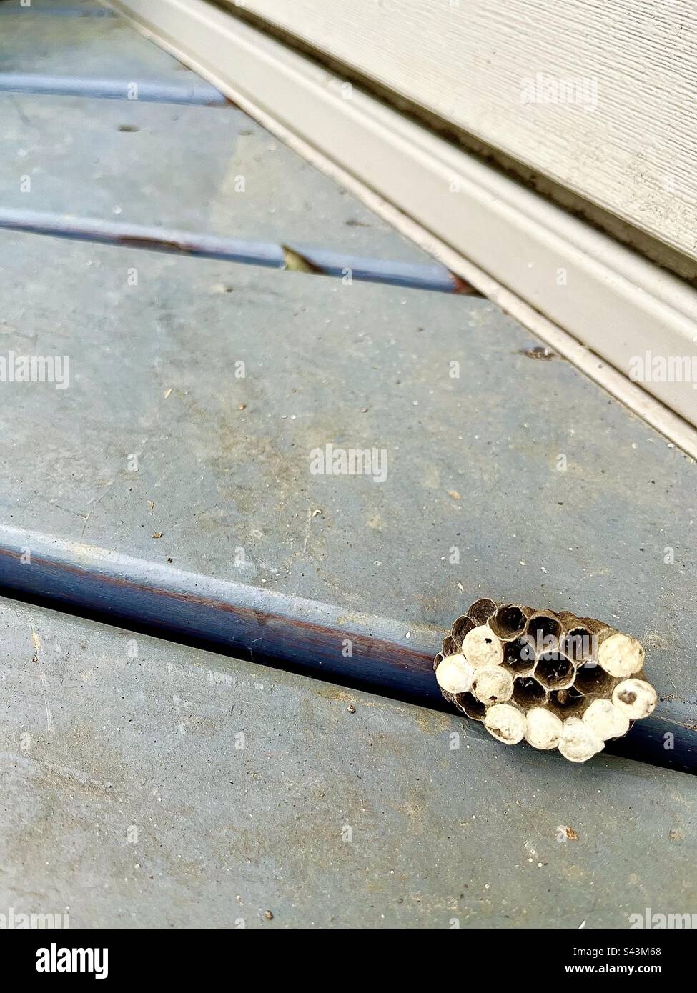 Wasp’s Nest. - Smartphone Captured Stock Image