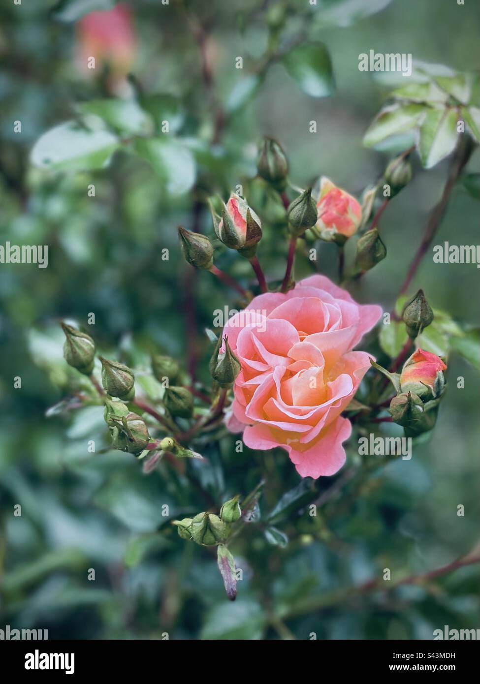 Beautiful miniature peach drift rose blooms Stock Photo - Alamy