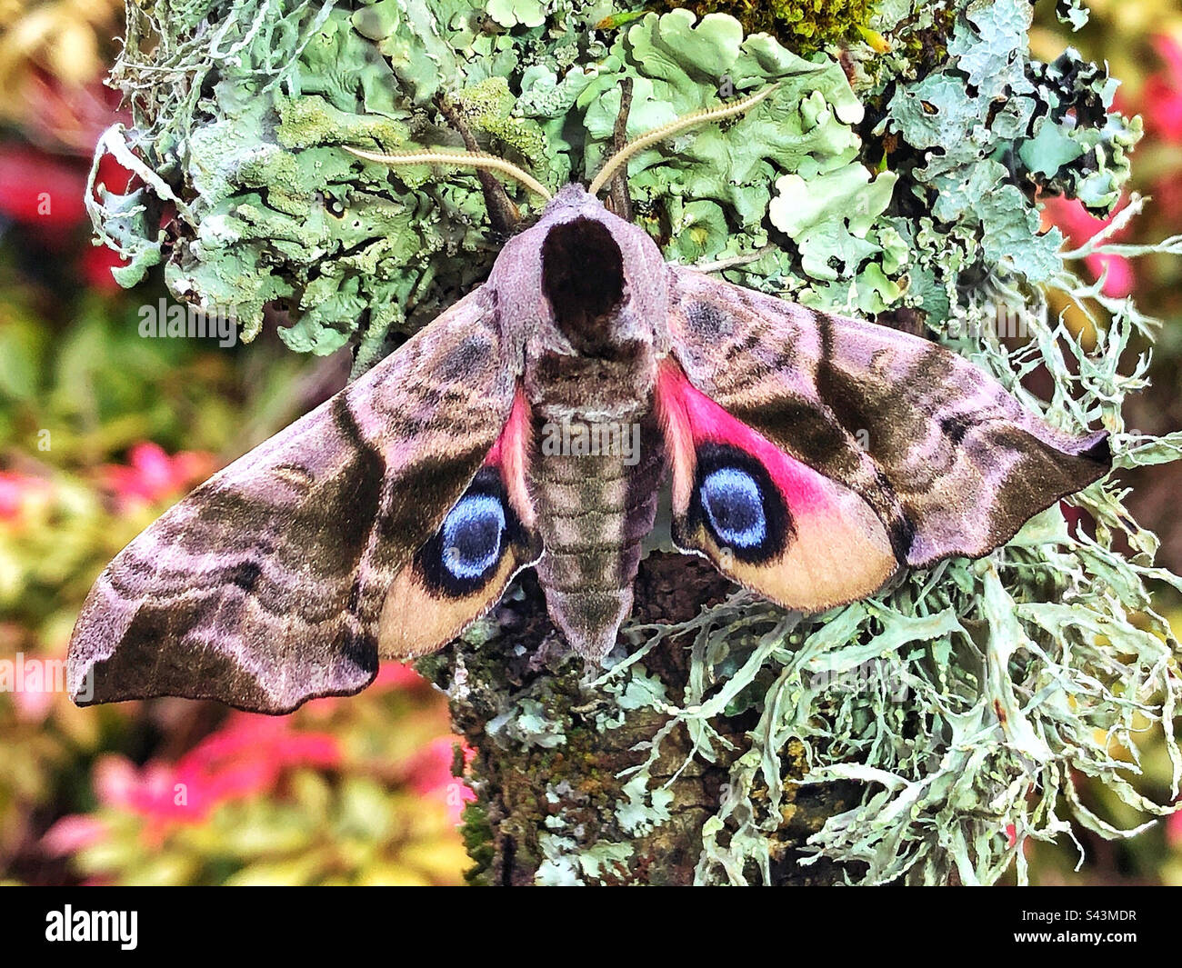 Eyed hawk moth (Smerinthus ocellatus) male showing warning eye-spots Stock Photo