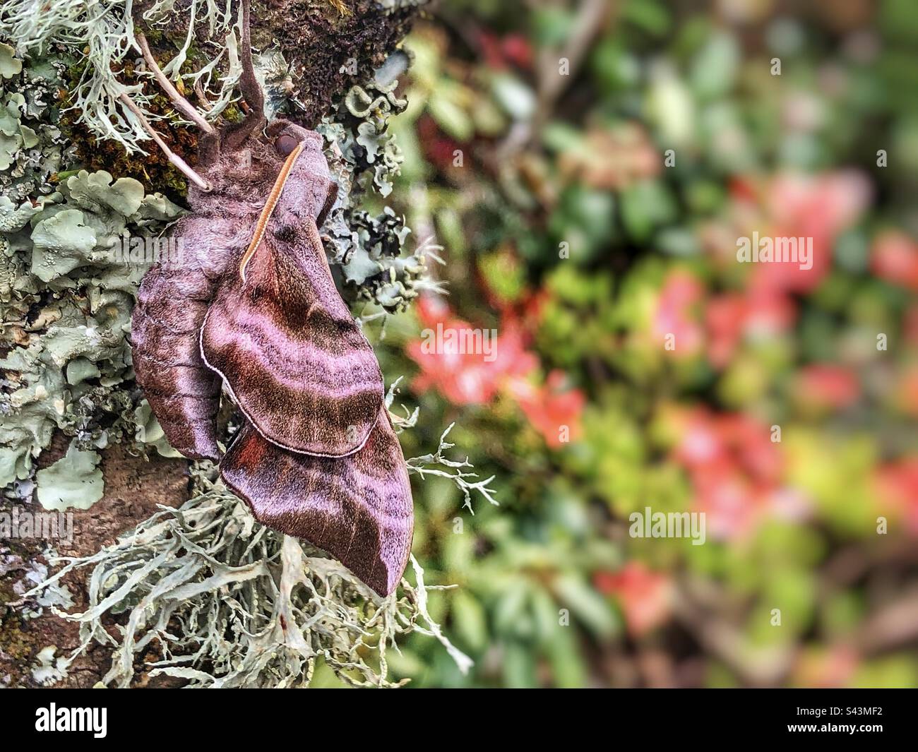 Eyed hawk moth (Smerinthus ocellatus) male drying wings Stock Photo