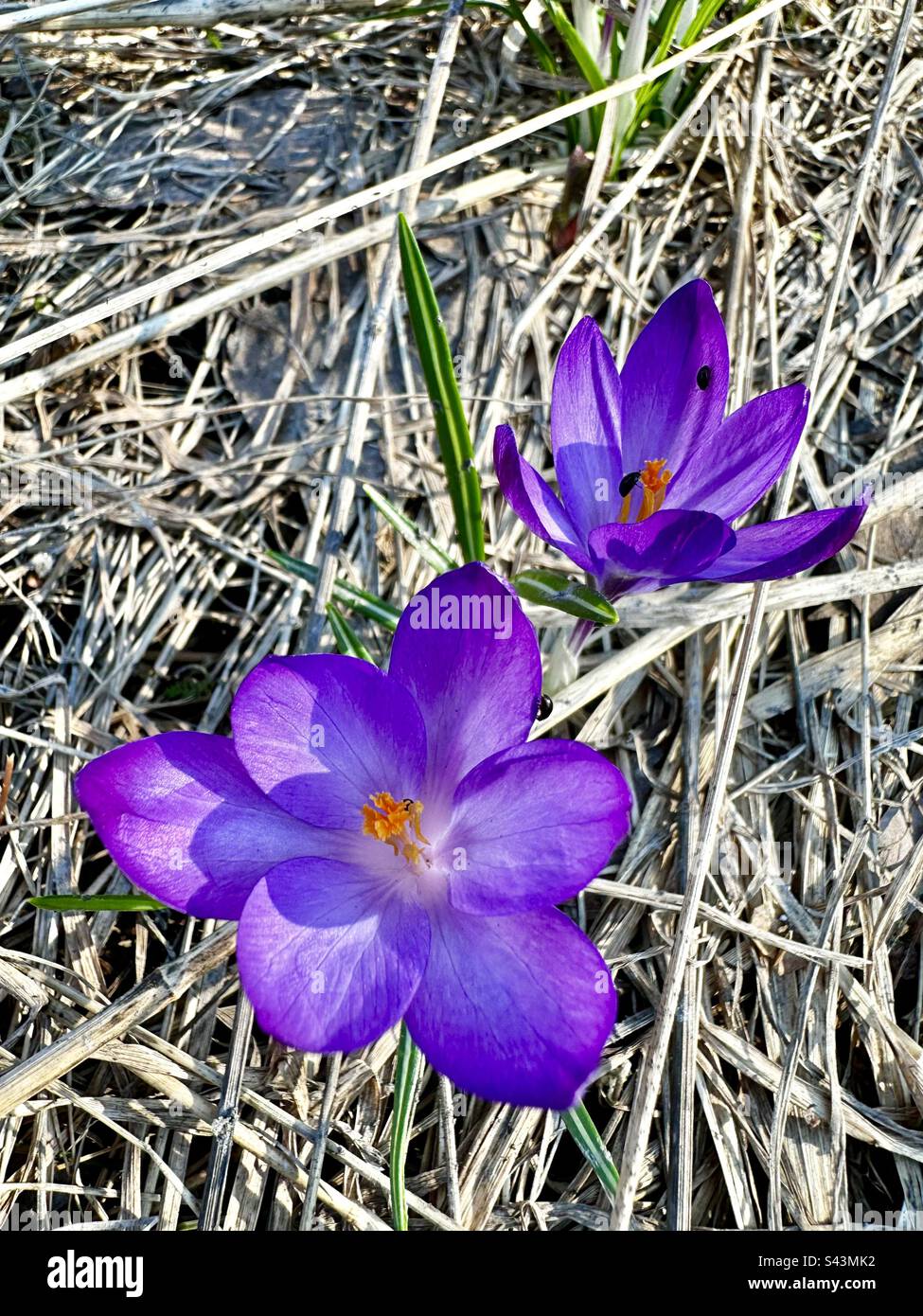 Crocus flowers in springtime - Smartphone Captured Stock Image
