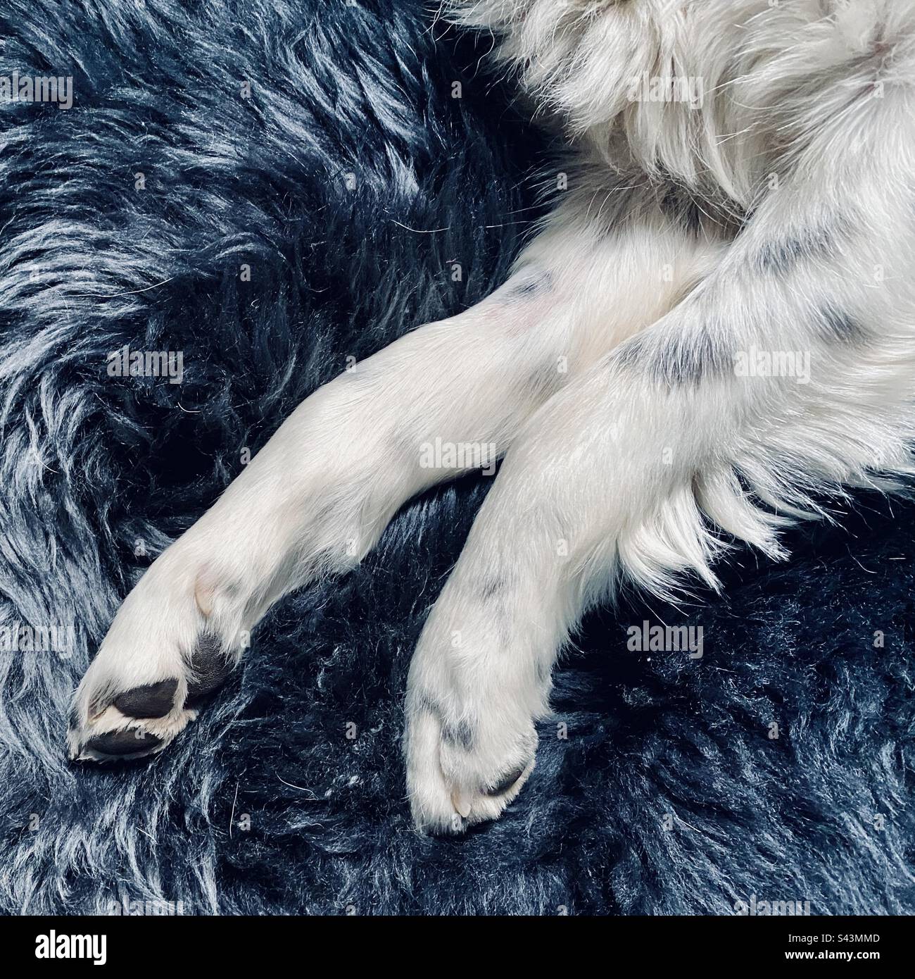Border collie on a sheepskin rug - Smartphone Captured Stock Image