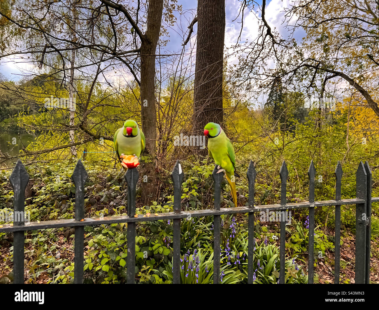 Two parakeets perching in Hyde Park, London Stock Photo