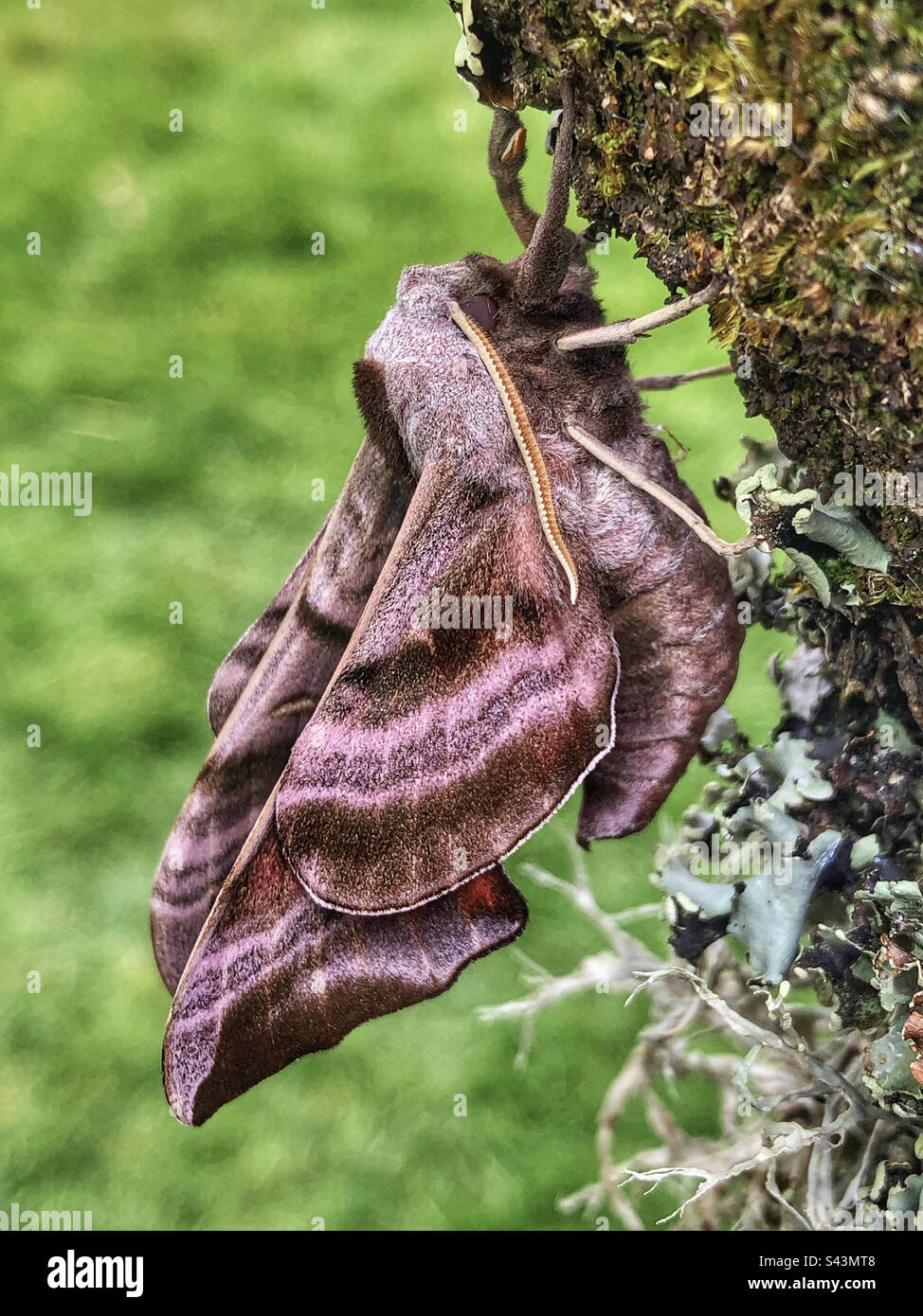 Eyed hawk moth (Smerinthus ocellatus) male drying expanded wings Stock Photo