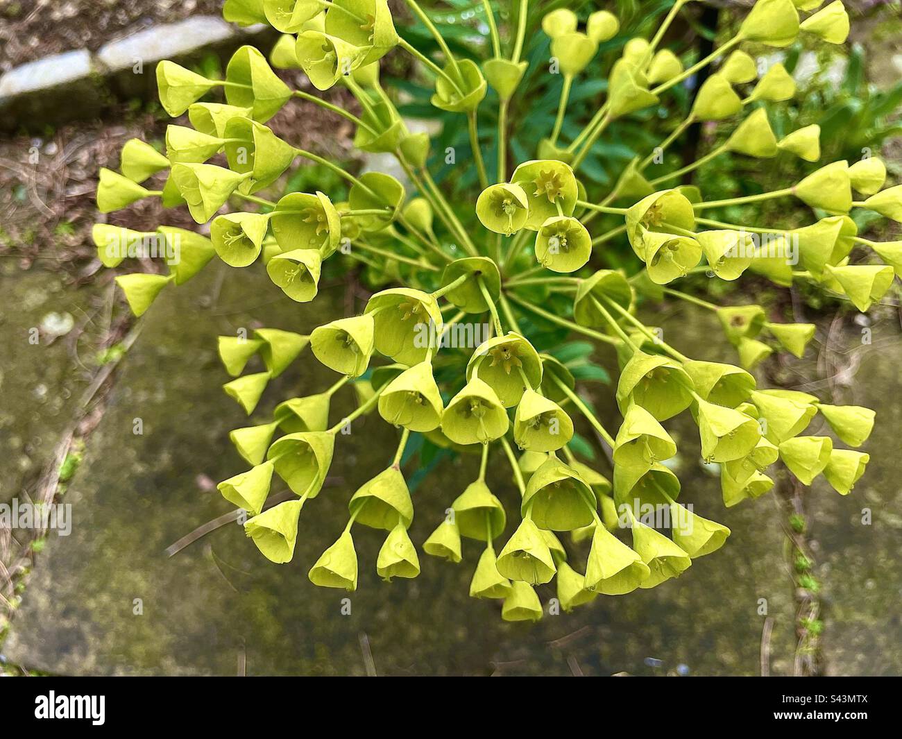 Yellow Euphorbia characias flowers Stock Photo