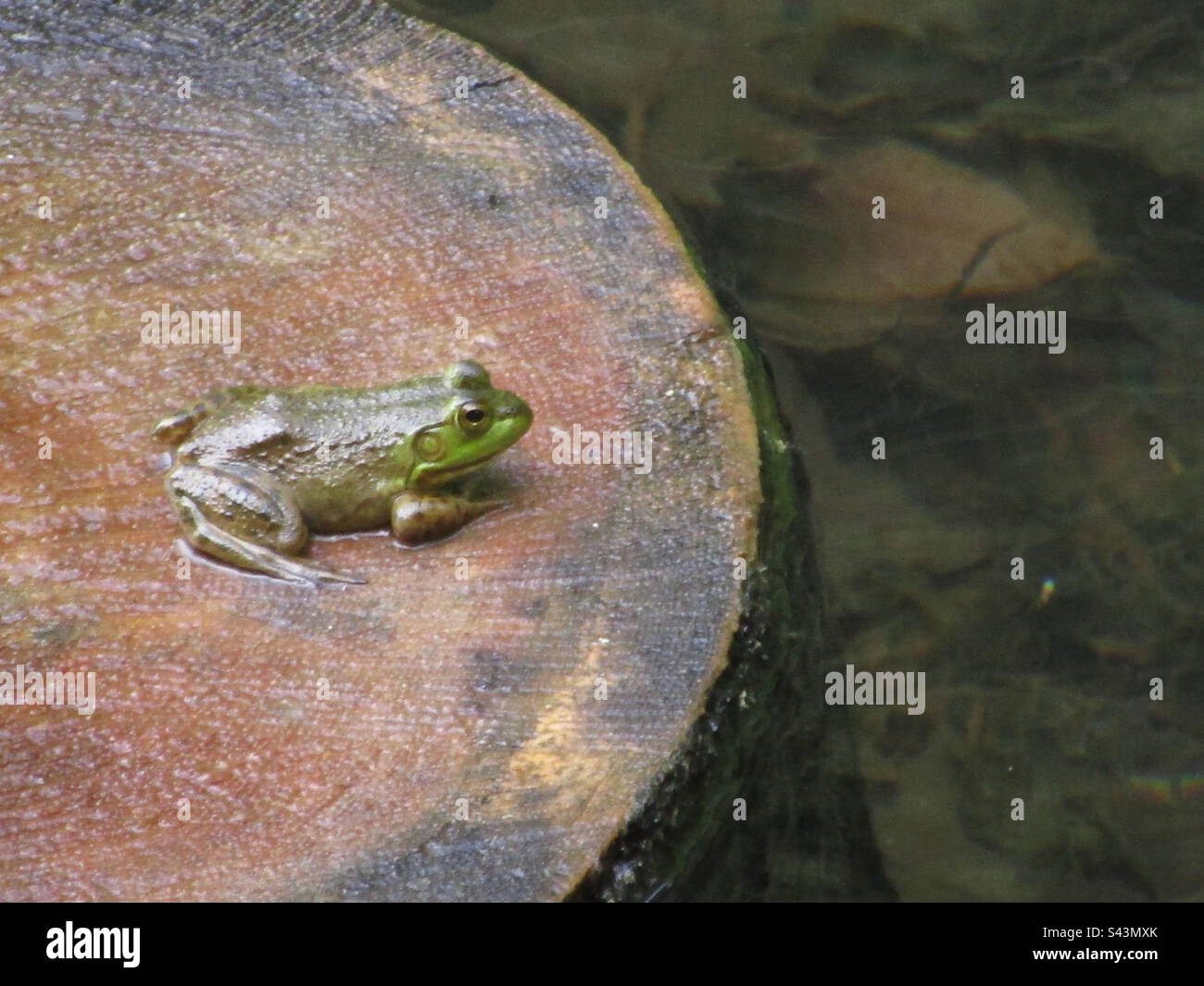 Frog, grenouille, tree stump, kissing a frog, Gatineau, Quebec Stock