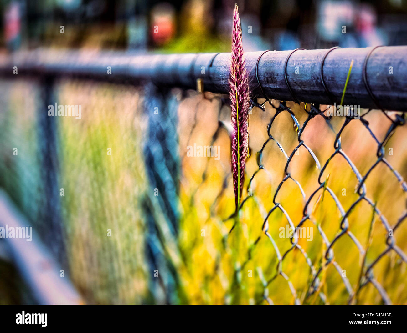 A stalk of wild grass growing up through metal chain link fence against defocused background. - Smartphone Captured Stock Image