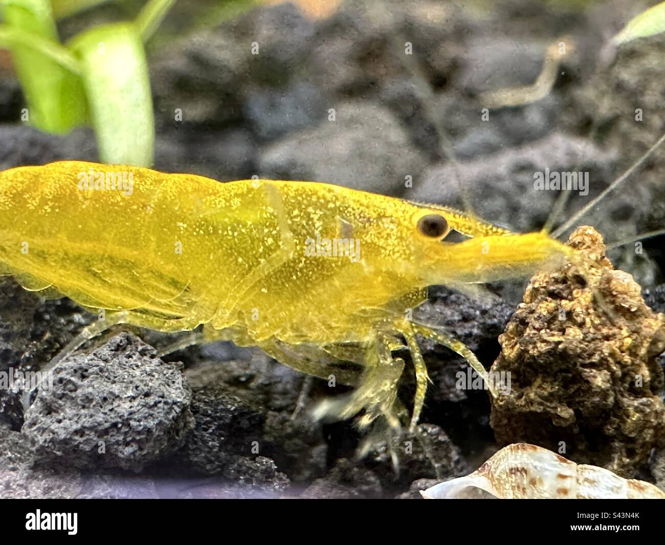 Yellow shrimp or Neocaridina davidi in aquarium ecosystem Stock Photo