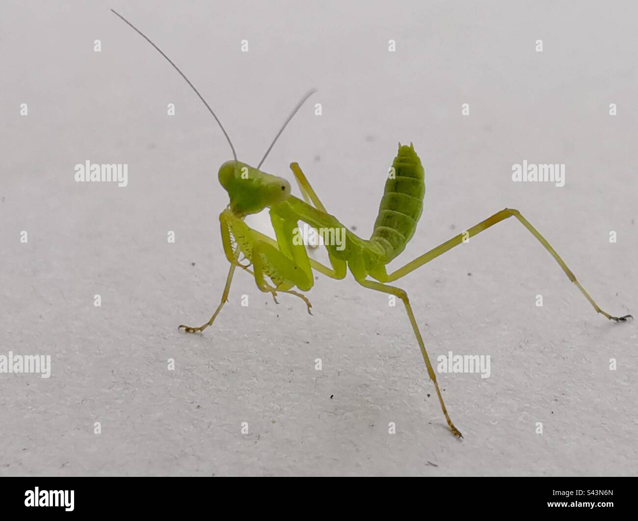 A recently hatched giant Asian Mantis Stock Photo - Alamy