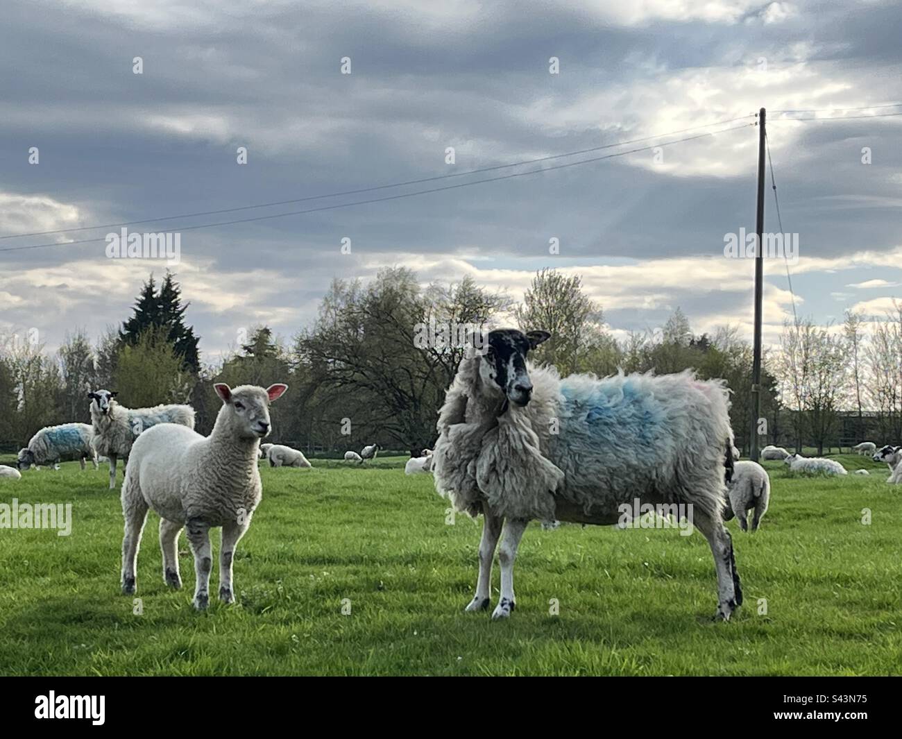 Ewe with her spring Lamb in field - Smartphone Captured Stock Image